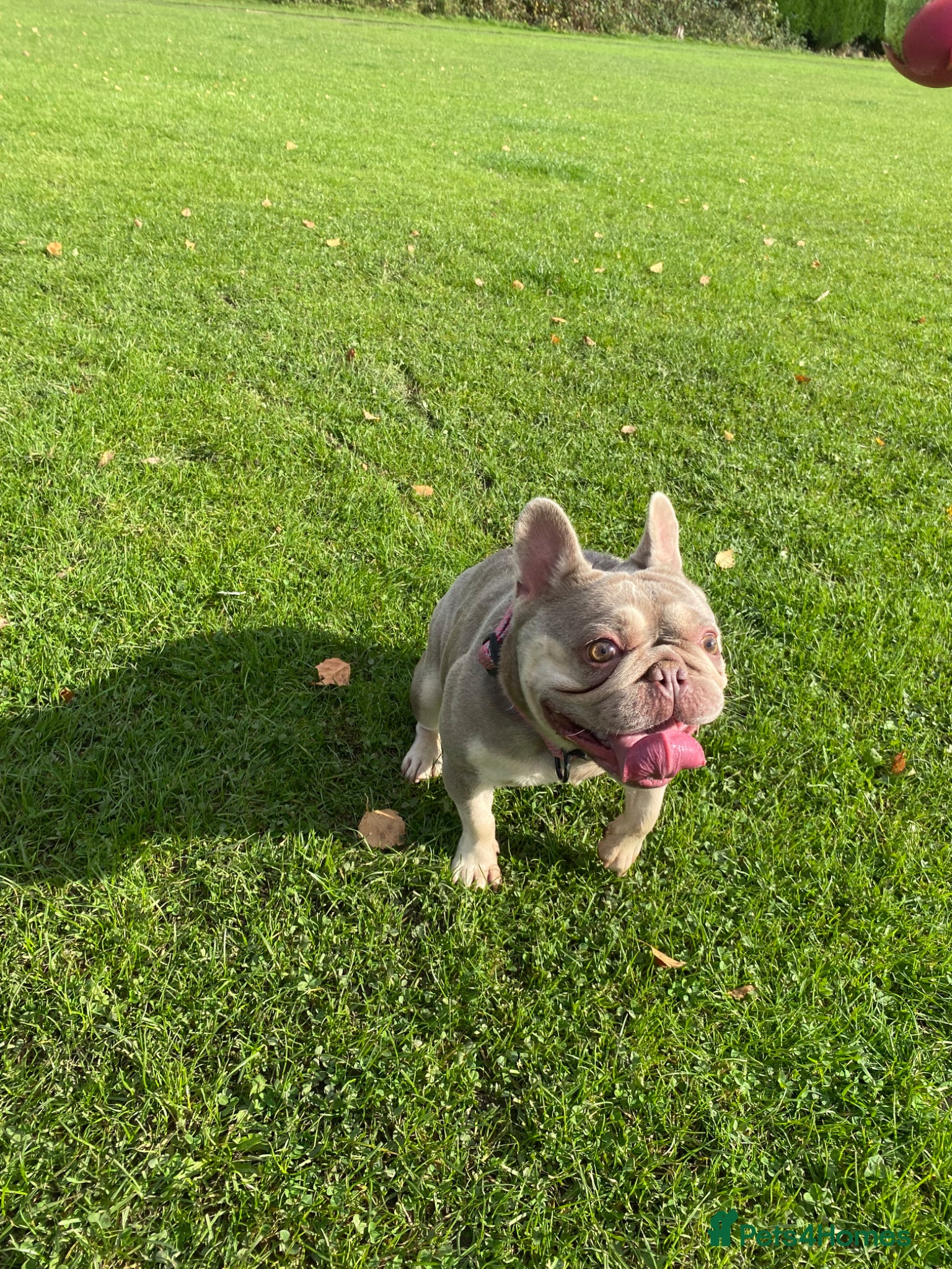 French Bulldog dogs Isabella and Tan French bulldog  - Advert 1