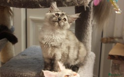 Maine Coon cats for sale: TICA PEDIGREE MAINE COON KITTENS  - Image 5