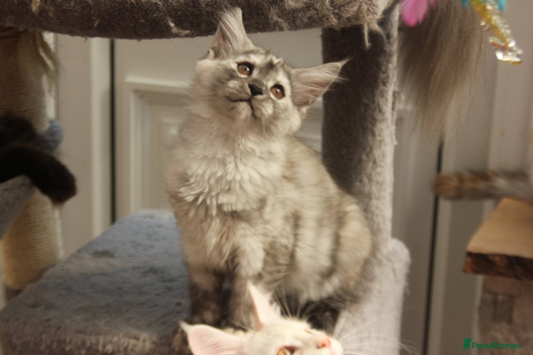 Maine Coon cats for sale: TICA PEDIGREE MAINE COON KITTENS  - Image 5