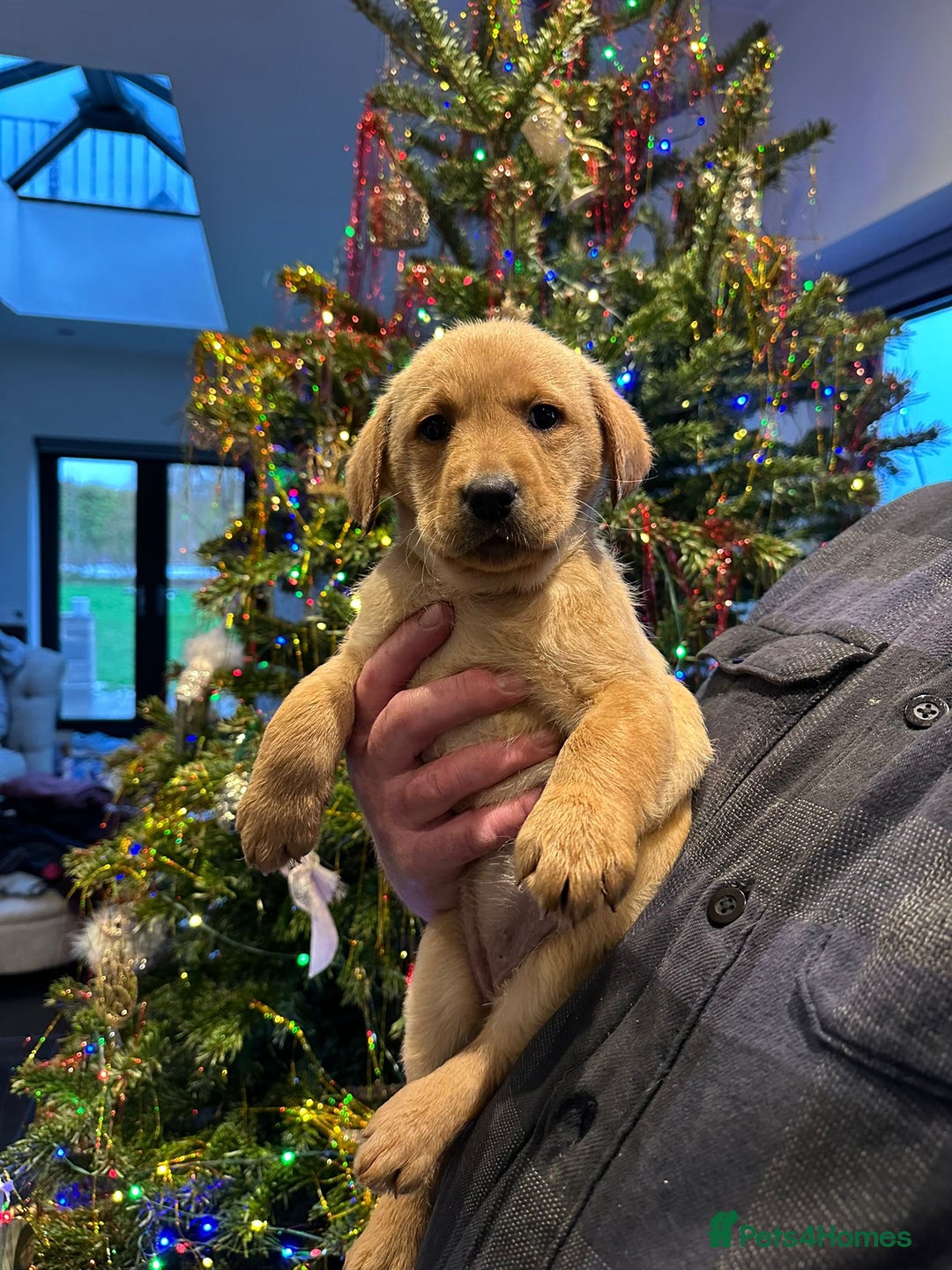Labrador Retriever dogs for sale: 7 week old fantastic labrador pups  - Advert 15