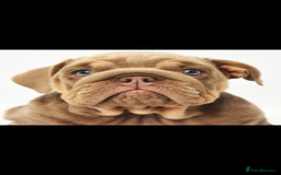 English Bulldog dogs for sale: English bulldogs - Image 5