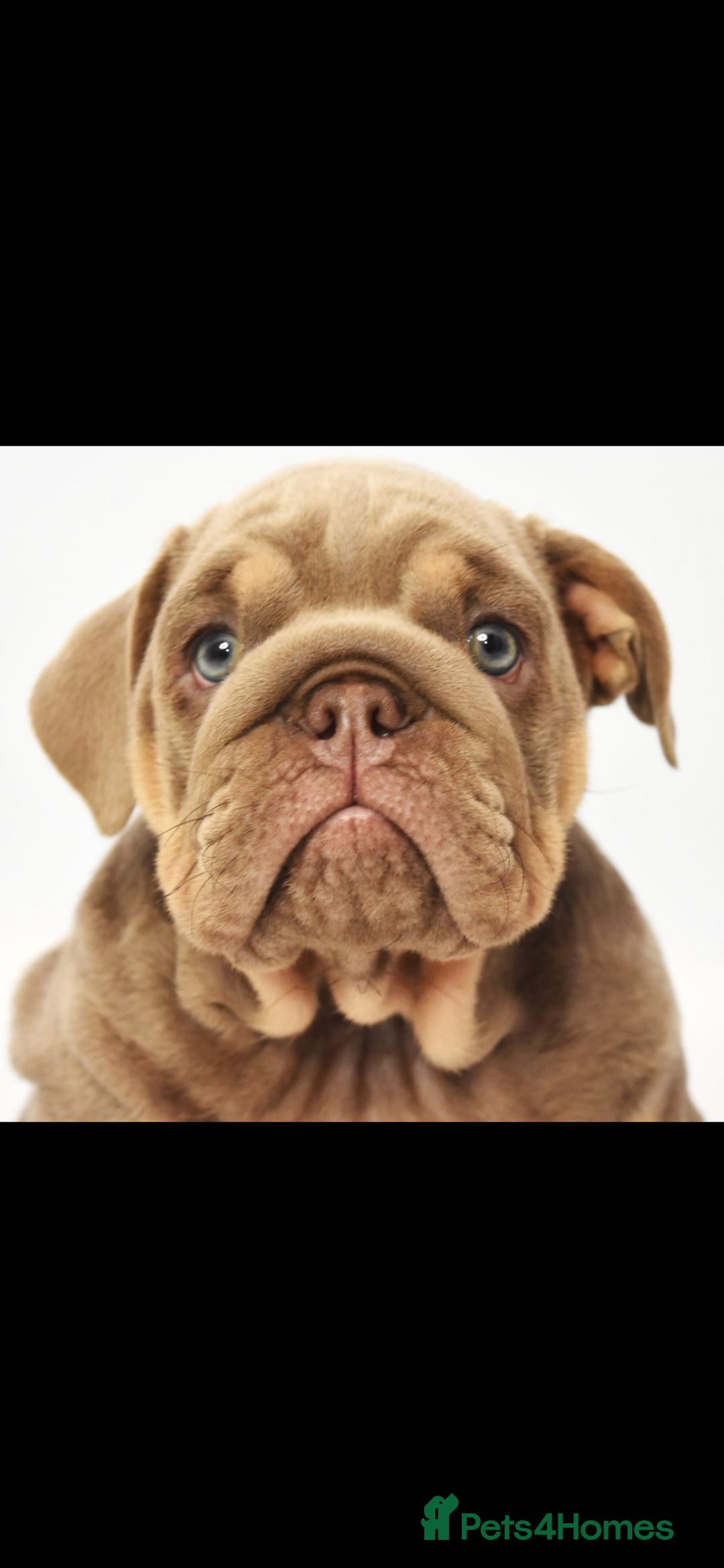 English Bulldog dogs for sale: English bulldogs - Image 5