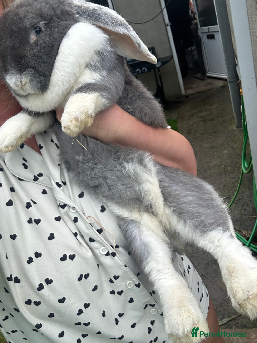 French Lop rabbits for sale: Giant French lop beautiful boy - Image 4