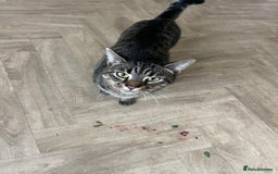 Mixed Breed cats for sale: 2 sisters cats - Image 3