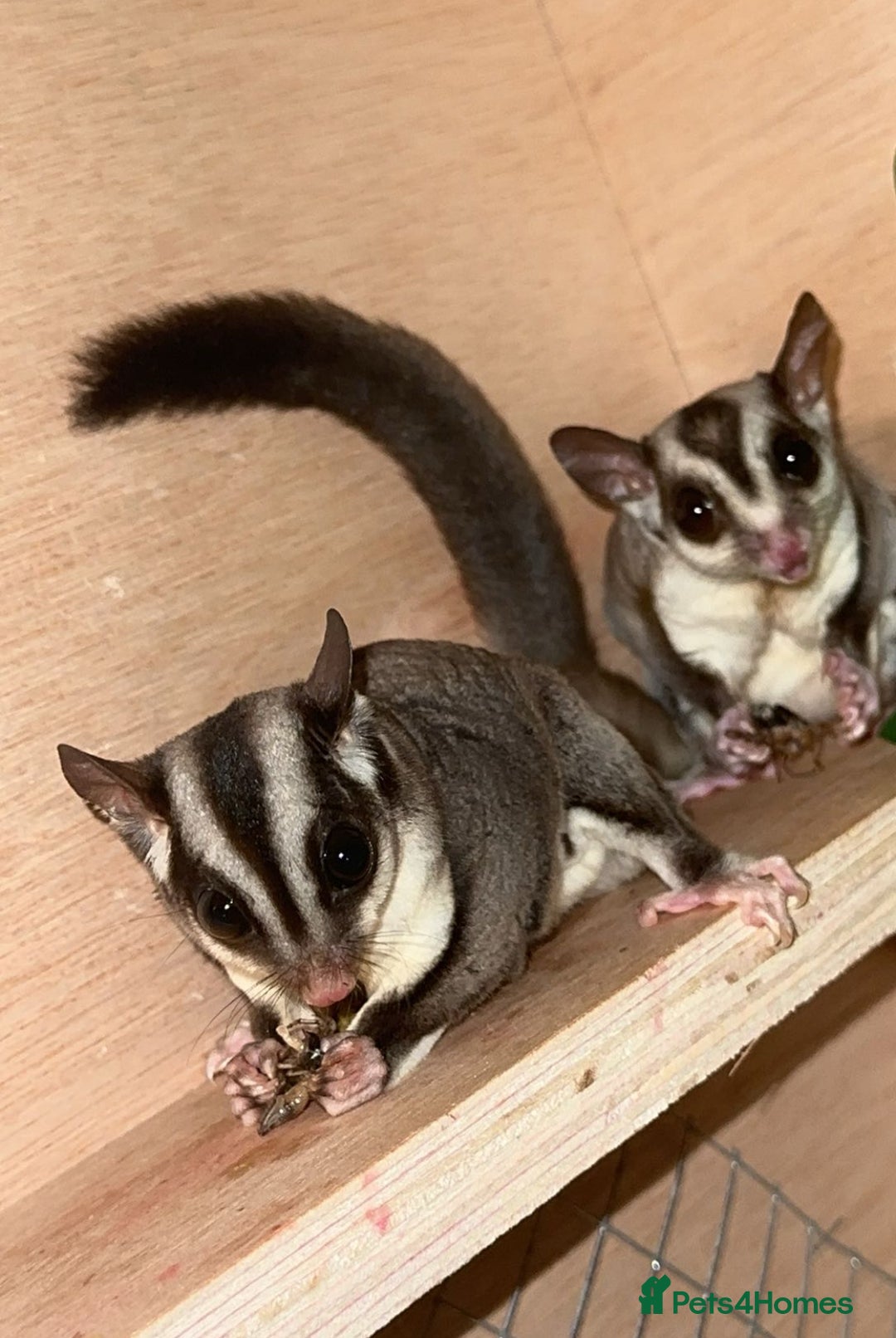 Sugar Glider rodents for sale: Sugar Glider - 1 female - Image 2