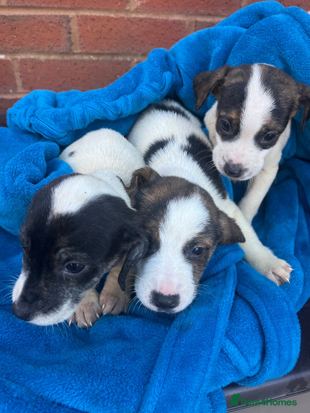 Beagle dogs for sale: Beagle boy puppy  - Advert 1