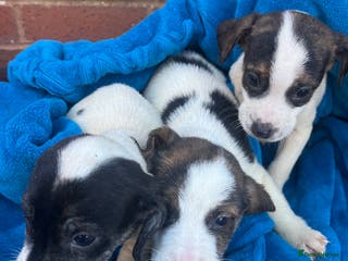 Beagle dogs Beagle boy puppy - Advert 1