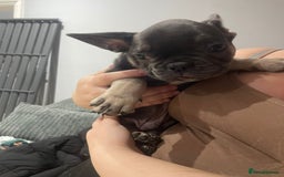 French Bulldog dogs for sale: French Bulldog puppies 10 weeks old - Image 8