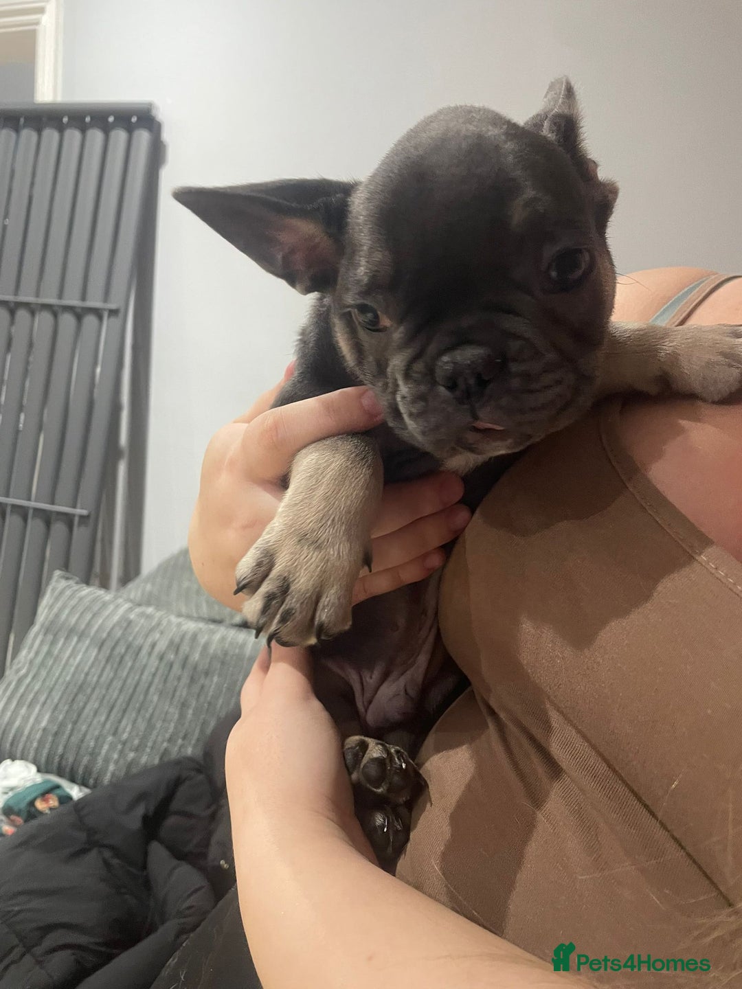 French Bulldog dogs for sale: French Bulldog puppies 10 weeks old - Image 8