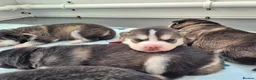 Pomsky dogs for sale: Pomsky puppies from Health tested parents - Advert 9