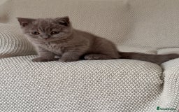 British Shorthair cats for sale: Gorgeous British Shorthair Kittens Available  - Image 1