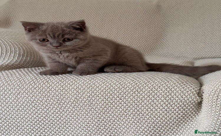 British Shorthair cats - Advert 9