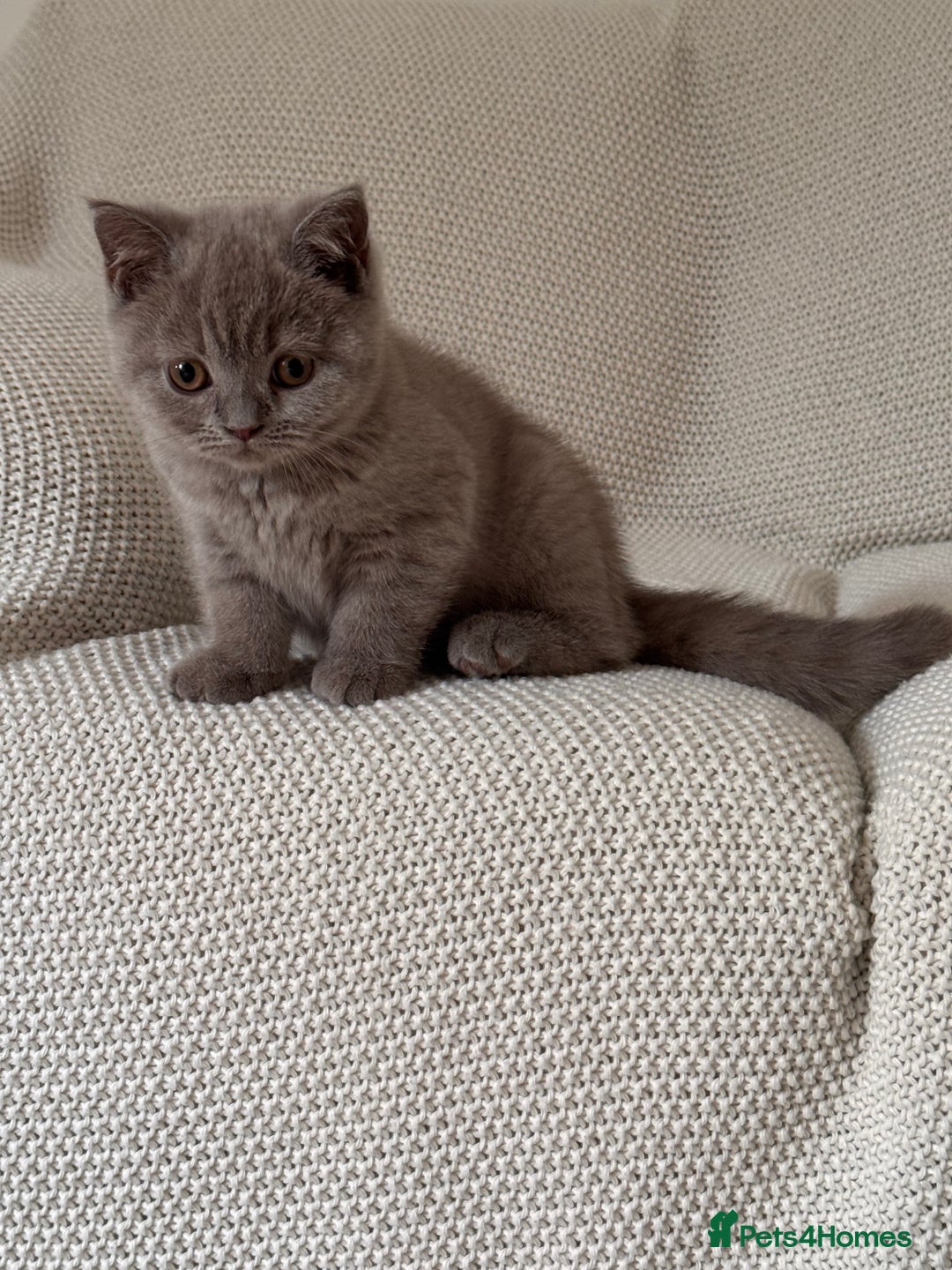 British Shorthair cats for sale: Gorgeous British Shorthair Kittens Available  - Image 1
