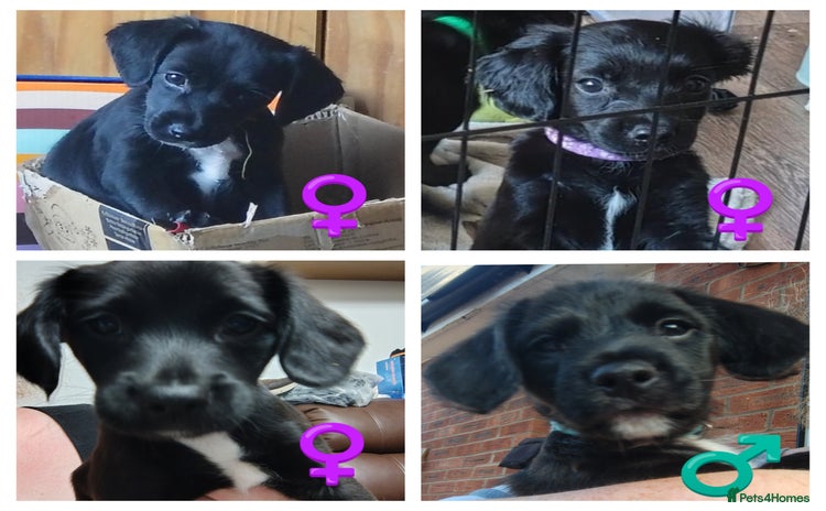 Mixed Breed dogs in Hereford - Advert 4