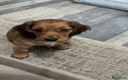 Cocker Spaniel dogs for sale: Last Cocker spaniel pup  - Image 3
