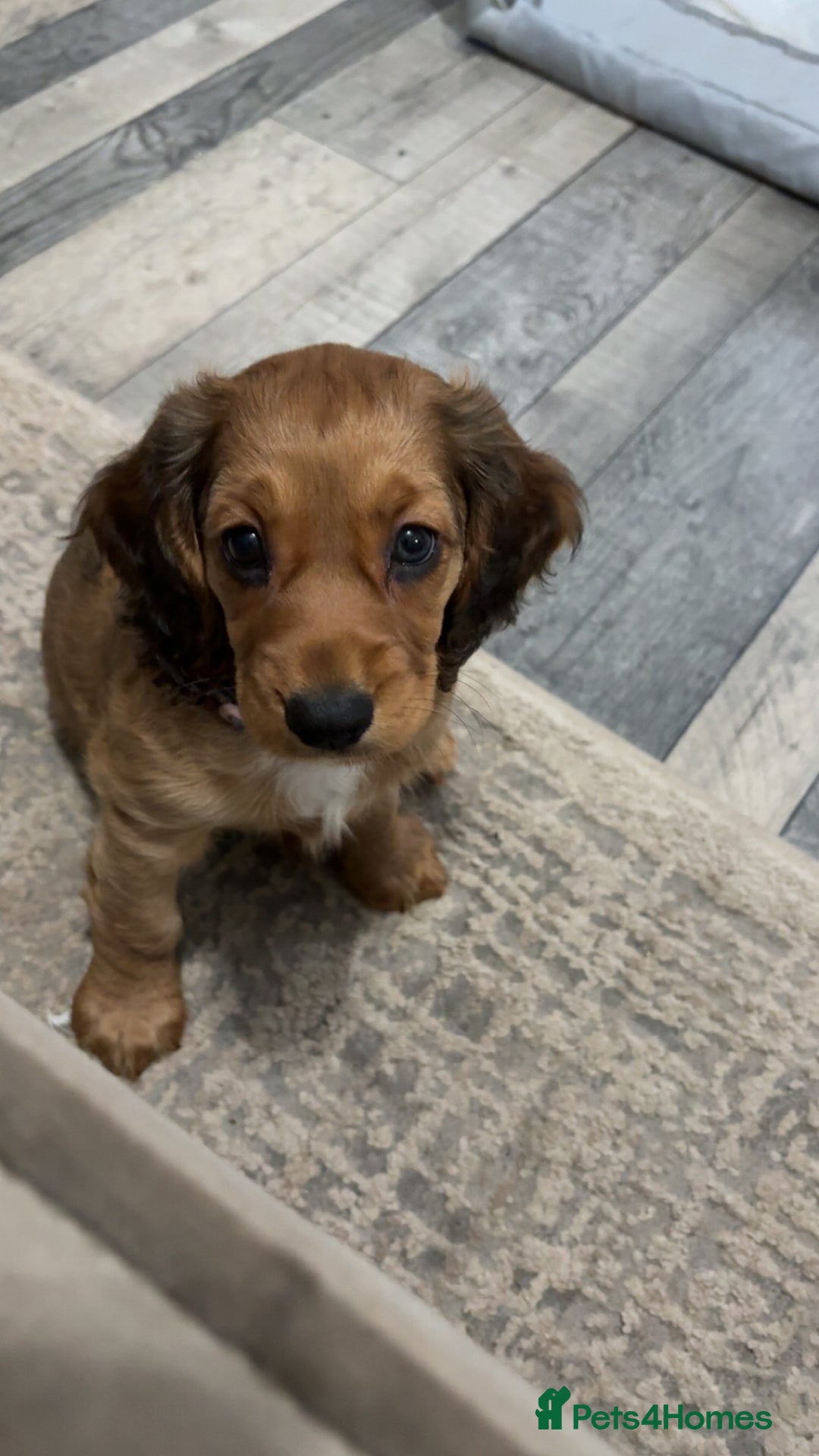 Cocker Spaniel dogs for sale: Last Cocker spaniel pup  - Image 3