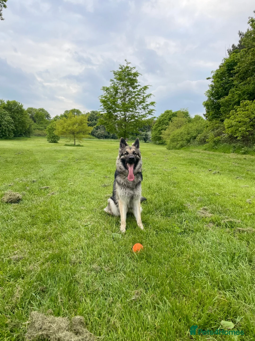 German Shepherd dogs for sale: Xena  - Advert 18
