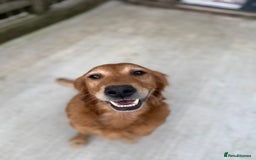 Golden Retriever dogs for sale: FOX RED WORKING GOLDEN RETRIEVERS- 5 STAR BREEDERS - Image 6