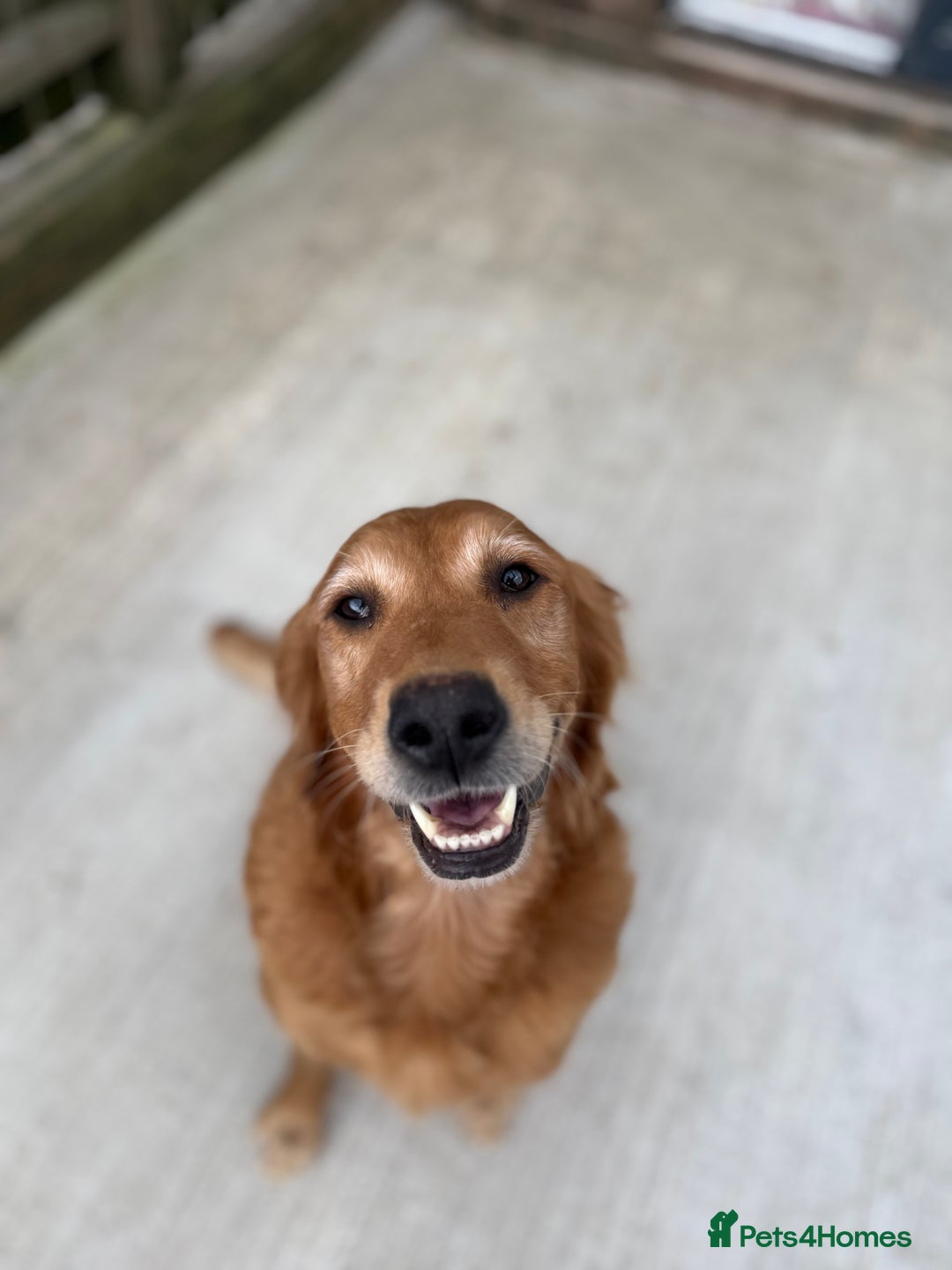 Golden Retriever dogs for sale: FOX RED WORKING GOLDEN RETRIEVERS- 5 STAR BREEDERS - Image 6