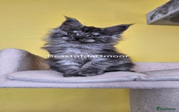 Maine Coon cats for sale: TICA Registered Maine Coon Kittens  - Image 8