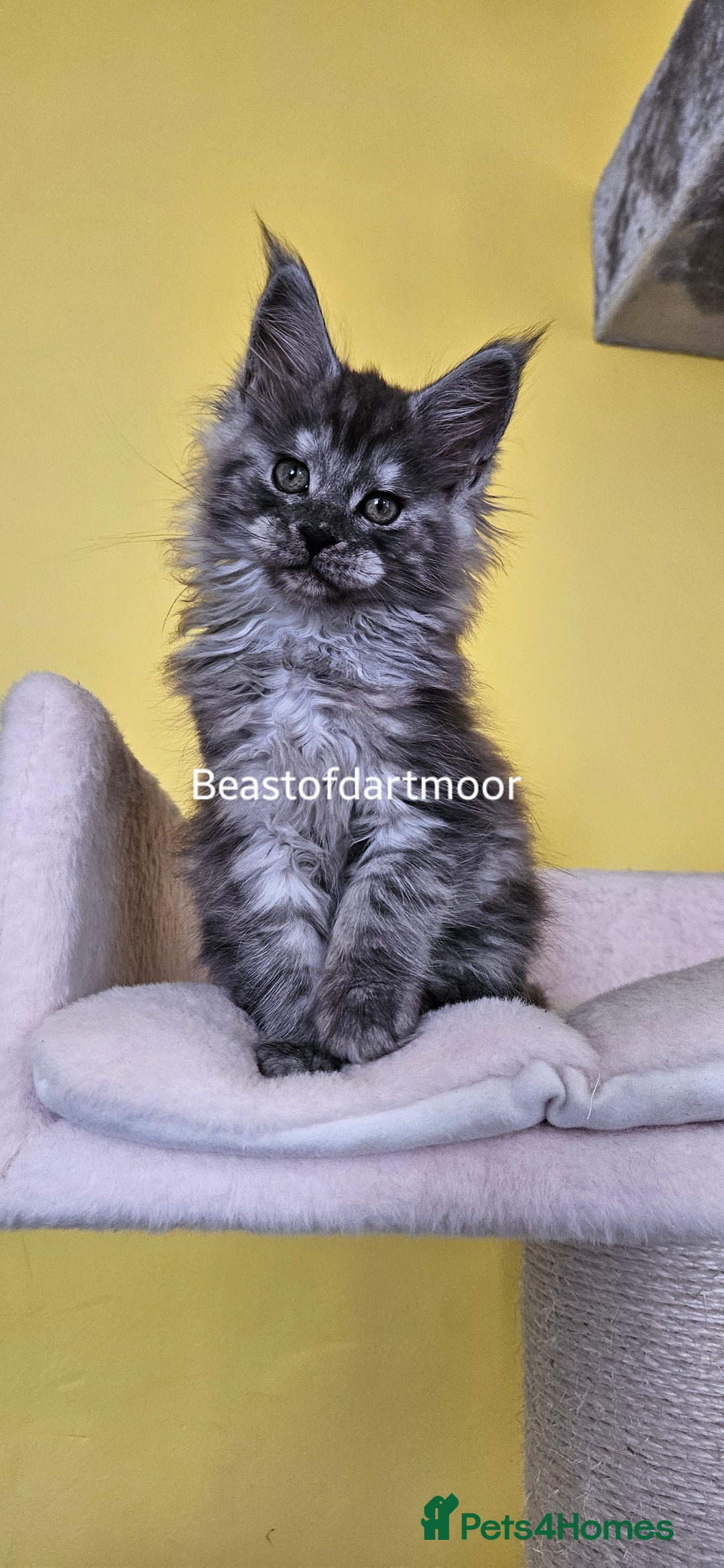 Maine Coon cats for sale: TICA Registered Maine Coon Kittens  - Image 8