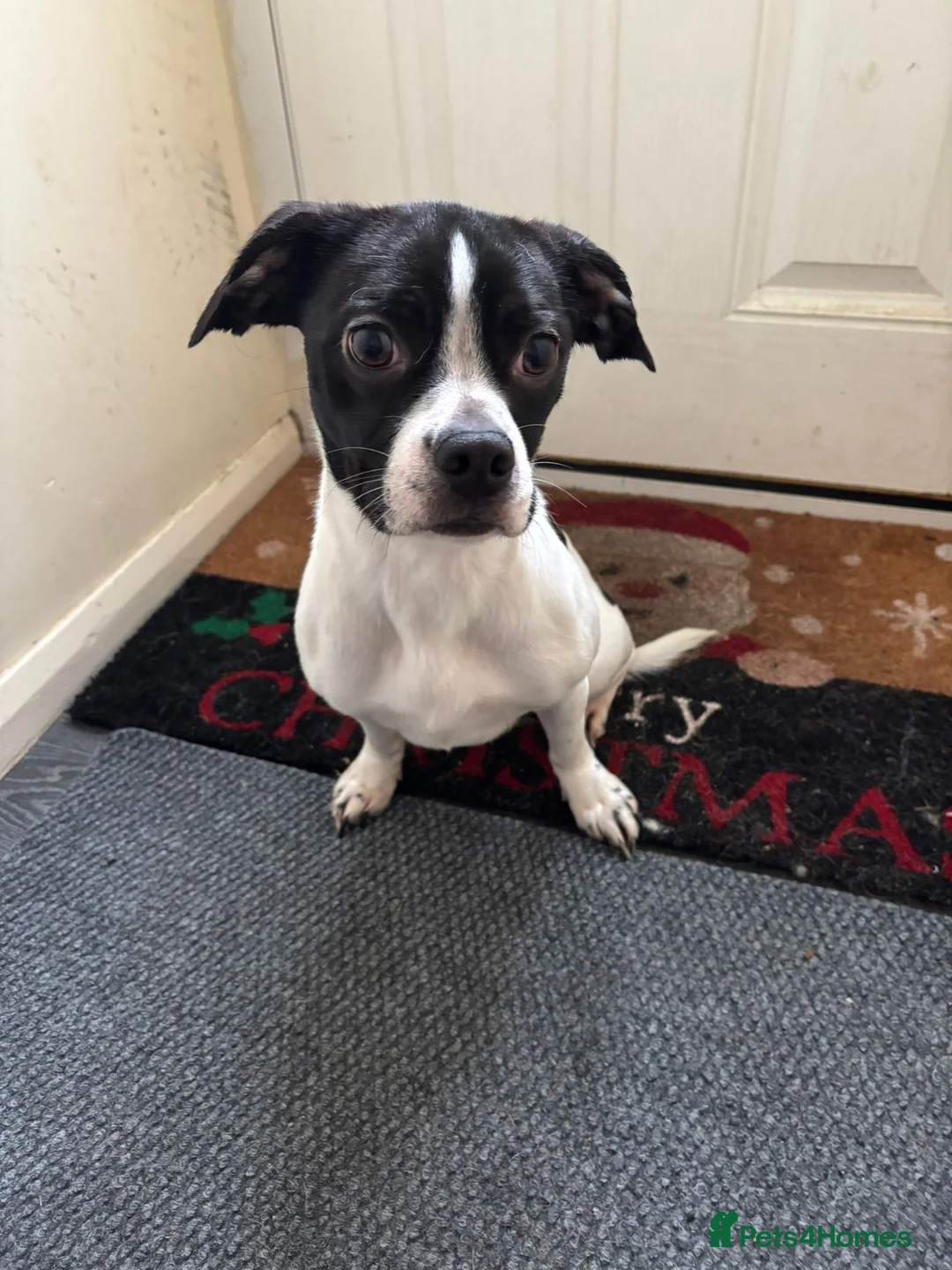 Mixed Breed dogs for sale: Gorgeous little girl - Advert 1