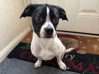 Mixed Breed dogs Gorgeous little girl - Advert 2