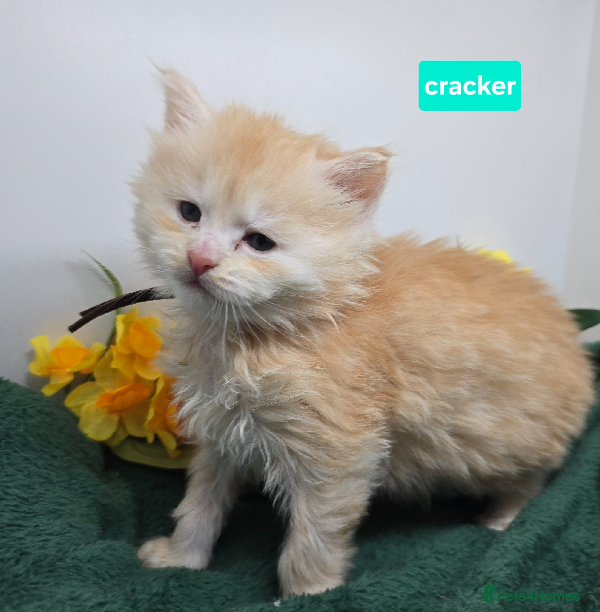 Maine Coon cats Amazing Red & Cream Boys Maine Coons (shaded line) - Advert 14