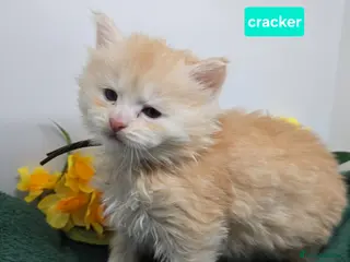 Maine Coon cats Amazing Red & Cream Boys Maine Coons (shaded line) - Advert 14