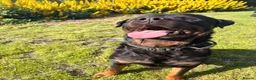 Rottweiler dogs for stud: 🏆⭐️Proven Stud – Excellent Temperament⭐️🏆 - Advert 5