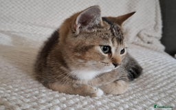 British Shorthair cats for sale: British short hair - Image 5