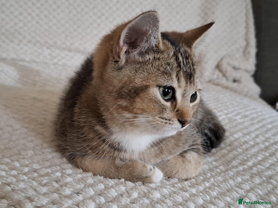 British Shorthair cats for sale: British short hair - Image 5