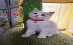 Ragdoll cats for sale: Ragdoll 2 girl🐈 and 3 boy🐈‍⬛. - Image 6