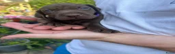 German Shorthaired Pointer dogs for sale: German shorthaired pointer X Weimaraner  - Advert 5