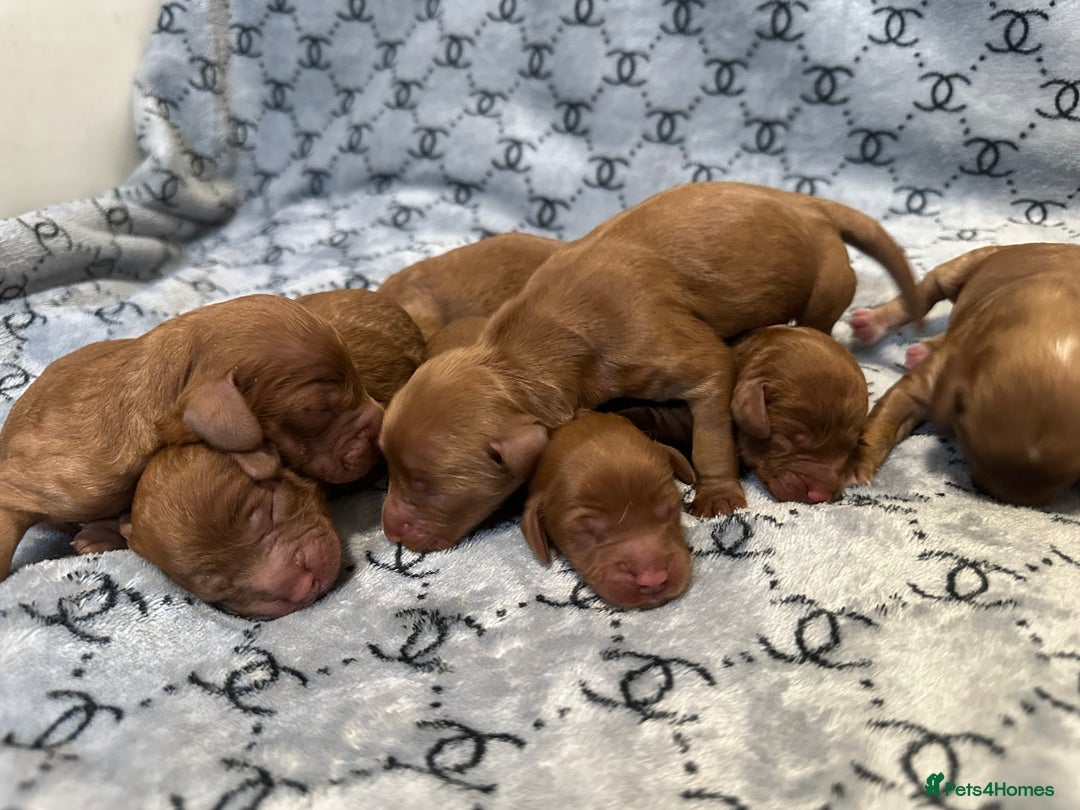 Cockapoo dogs for sale: Cockapoo F1b non moulting health tested puppies  - Image 1