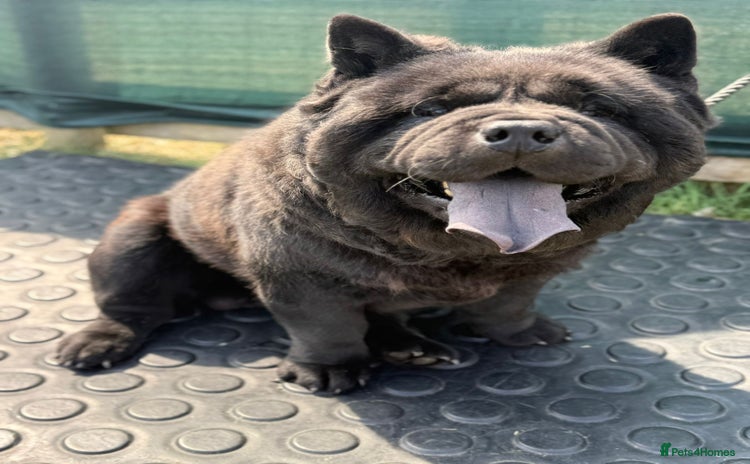 Chow Chow dogs in Colchester - Advert 3