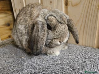 Dwarf Lop rabbits Small Dwarf lop Doe. VACCINATED - Advert 5