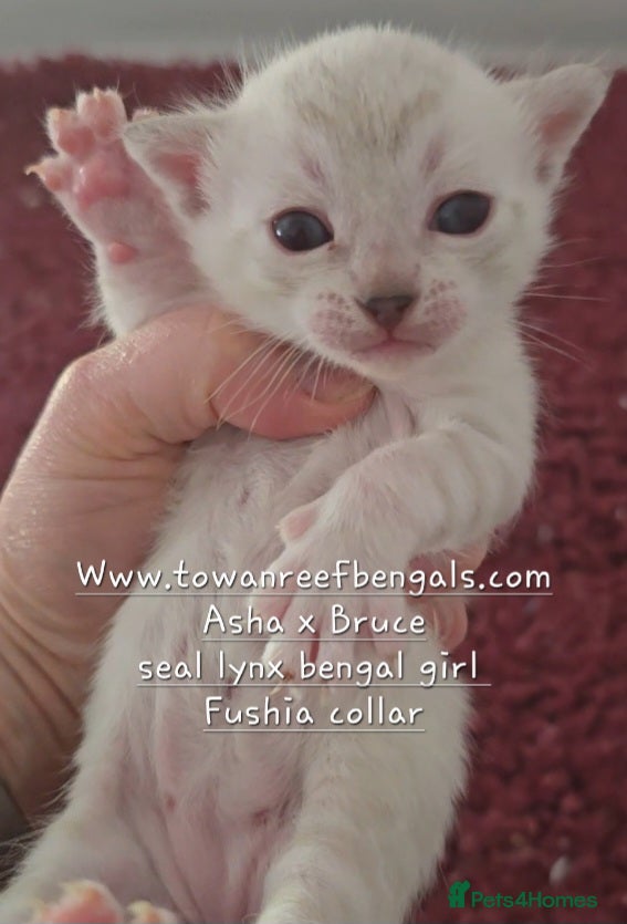 Bengal cats Tica registered bengal kittens - Advert 1