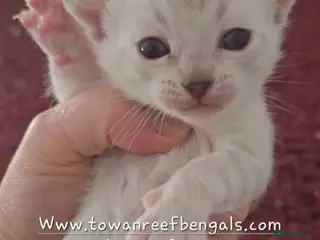 Bengal cats Tica registered bengal kittens - Advert 1