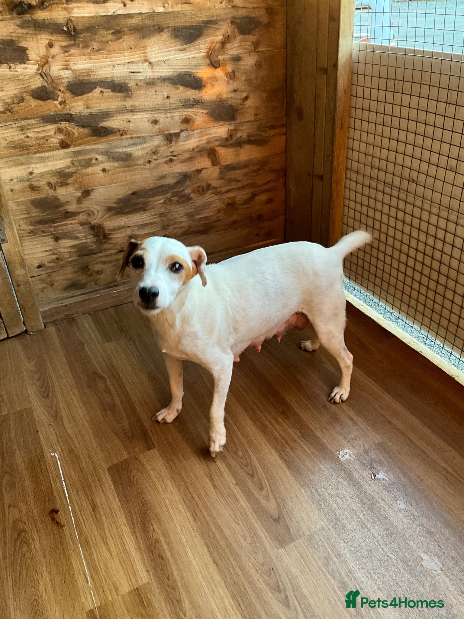 Mixed Breed dogs Jack russell - Advert 13