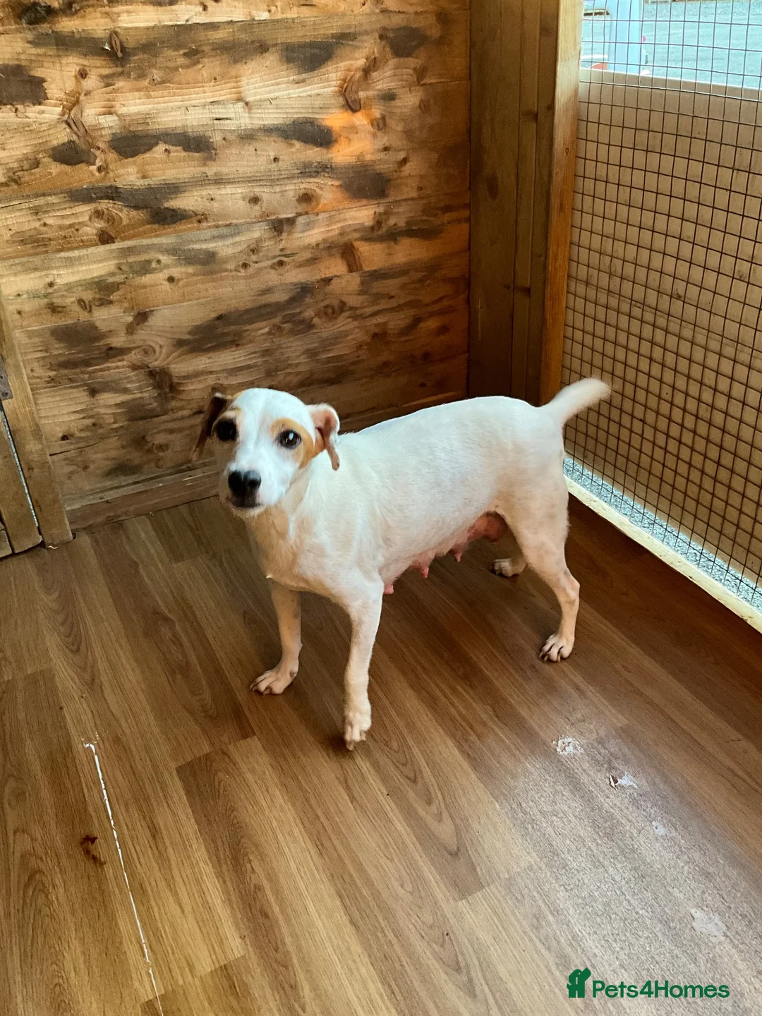 Mixed Breed dogs for sale: Jack russell in Maldon - Advert 1