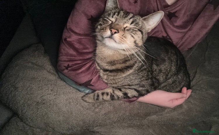 Domestic Shorthair cats - Advert 1