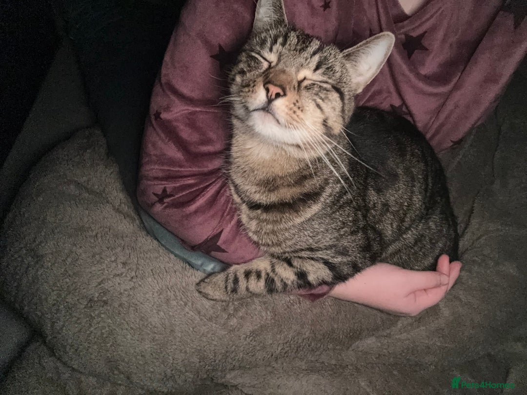 Domestic Shorthair cats for sale: Binx or bonk  - Image 1