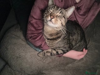 Domestic Shorthair cats - Advert 1