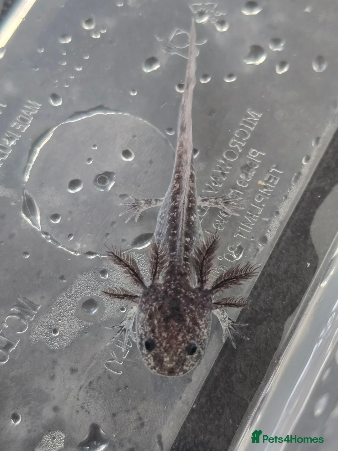 Axolotl reptiles for sale: Juvenile axolotls - axanthic and albino axanthic  - Advert 2