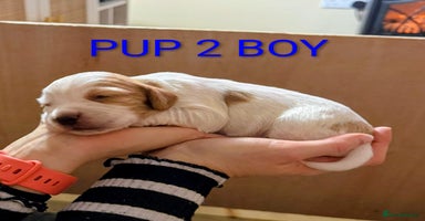 Cocker Spaniel dogs Lovely Cocker Spaniel Puppies From Our Family Dogs - Advert 3