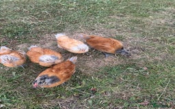 Chickens poultry for sale: Purebred Vorwerk chicks and chickens for sale - Image 5