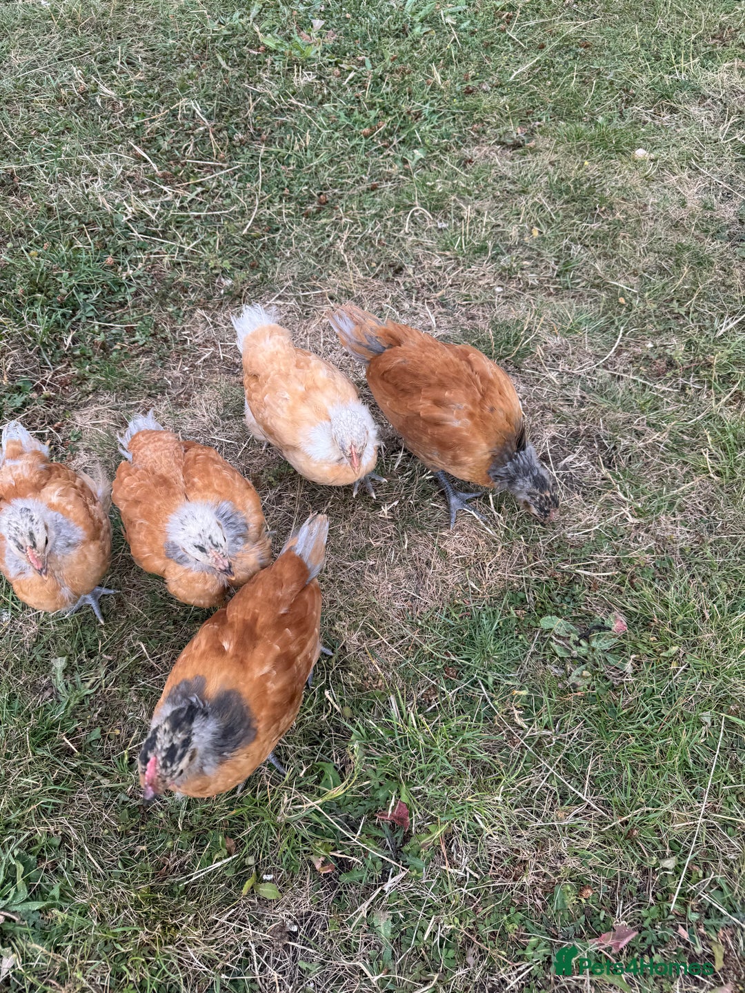 Chickens poultry for sale: Purebred Vorwerk chicks and chickens for sale - Image 5
