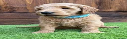 Double Doodle dogs for sale: Sunning littler of Australian Double Doodles  - Advert 6