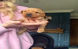 Labrador Retriever dogs for sale: Red Fox Labradors  - Advert 5